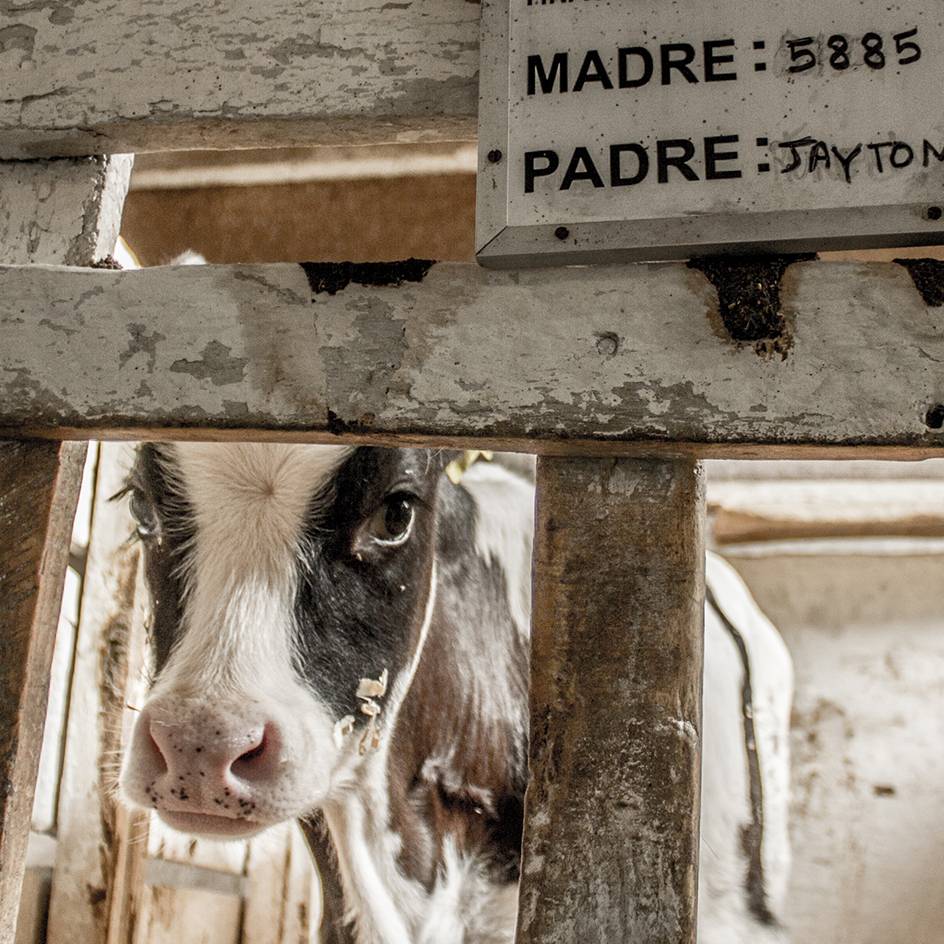 Ternera confinada en aislamiento en una lechería en Chile, asoma su cabeza, arriba del corral se ve una pizarra con su número de identificación y el nombre de su padre.