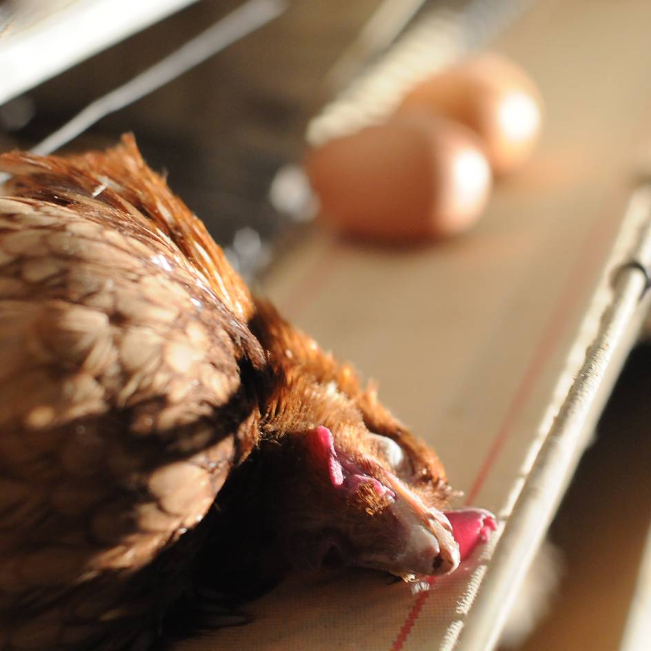 Una ave yace muerta en una cinta transportadora en una granja industrial en España, 2009・Jo-Anne McArthur・Animal Equality.