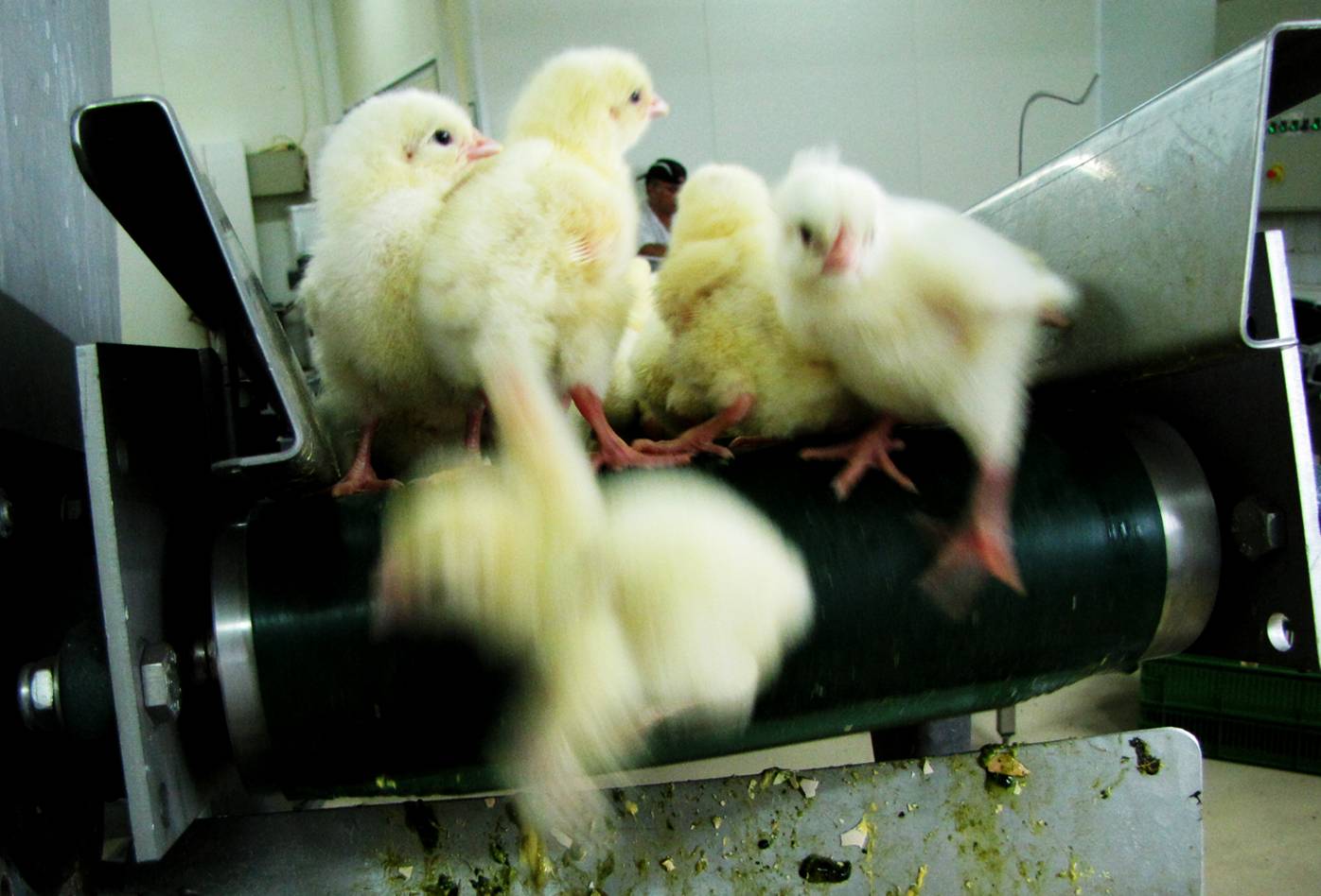 Producción de pollos y huevos en la granja avícola del grupo ZAO Agrosila