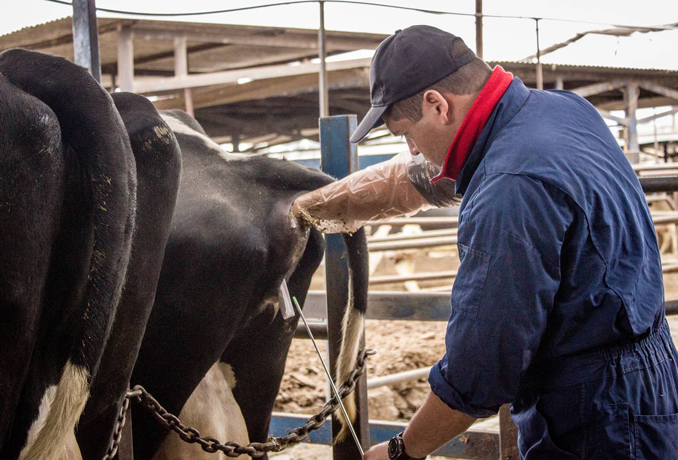 Un trabajador insemina artificialmente a una vaca usando la técnica recto vaginal en una lechería en Chile