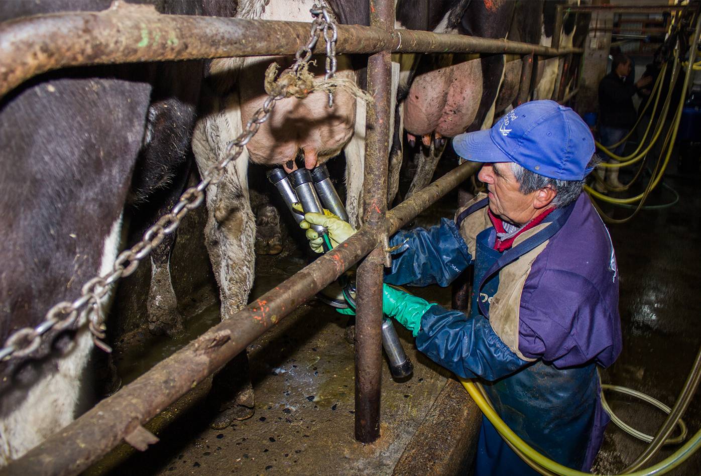 Un trabajador conecta una pezonera a las ubres de una vaca para ordeñarla en una lechería en Chile