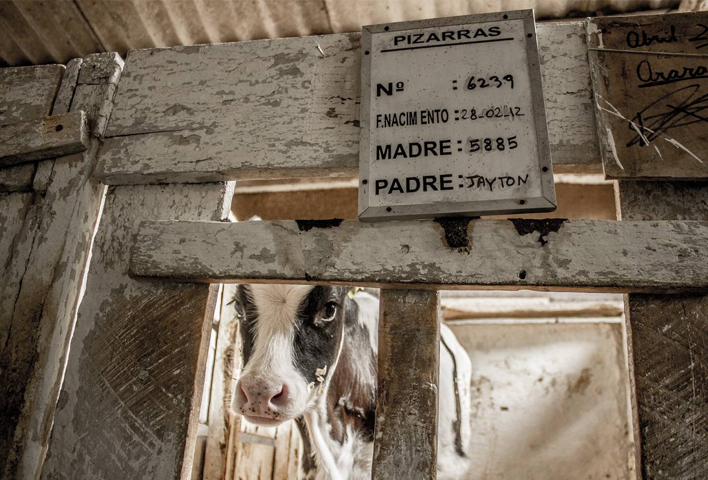 Ternera confinada en aislamiento en una lechería en Chile, asoma su cabeza, arriba del corral se ve una pizarra con su número de identificación y el nombre de su padre