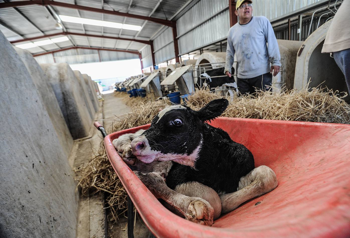 Todavía mojado de nacimiento, un ternero es alejado de su madre a las jaulas de terneros en una lechería en España