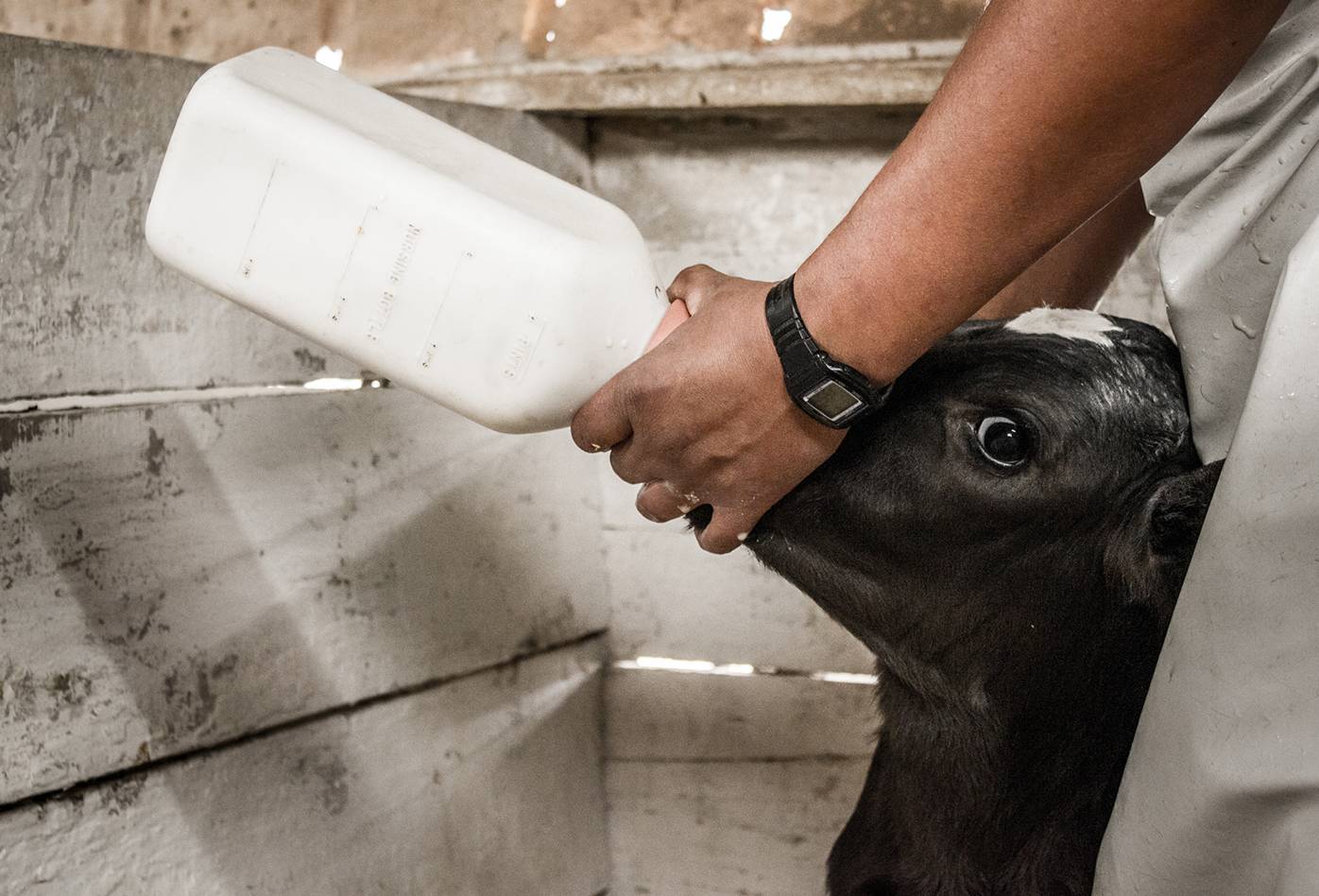 Ternero recién nacido siendo alimentado por un trabajador con una botella, en una lechería en Chile
