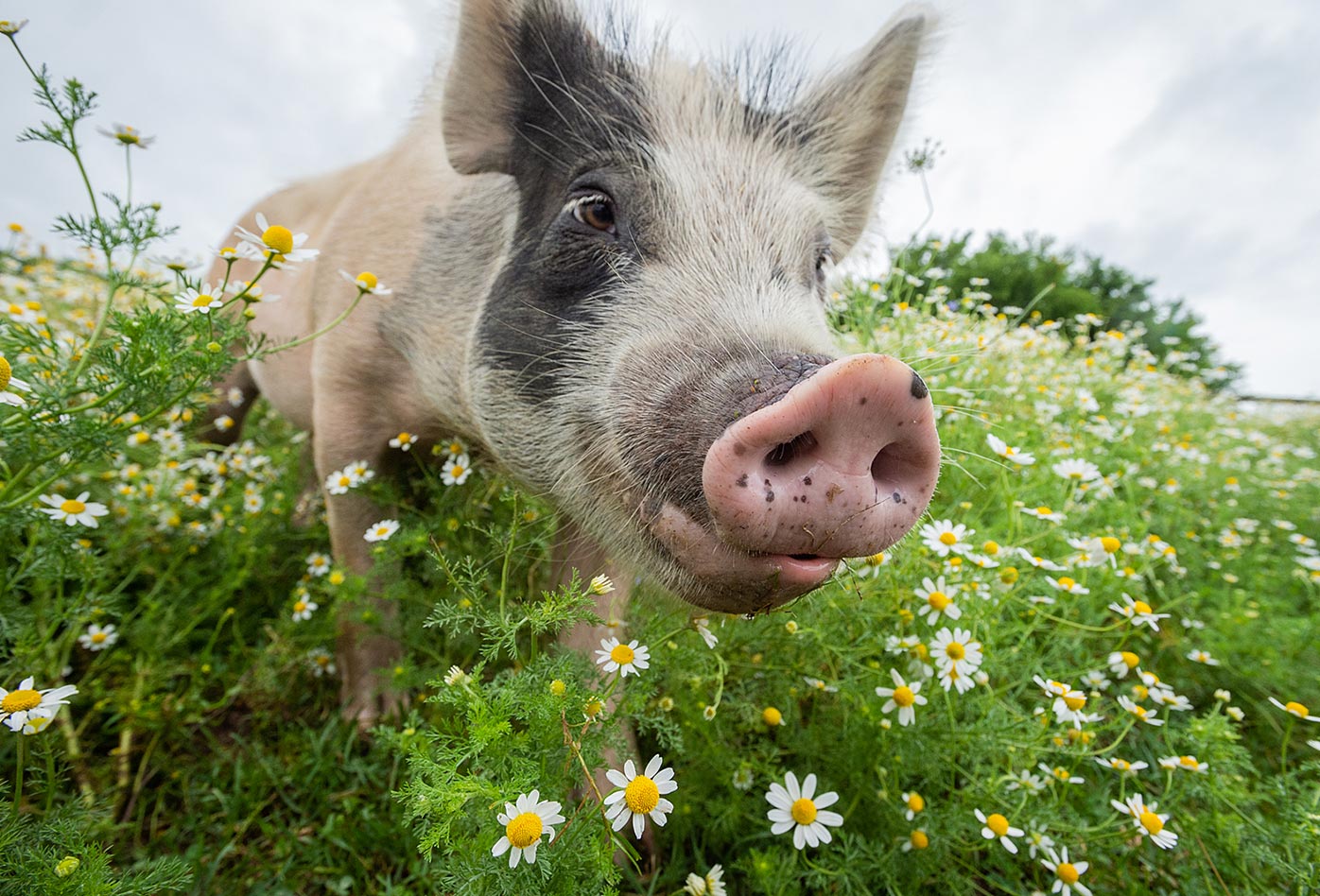 Un cerdo rescatado en pastos llenos de manzanilla.