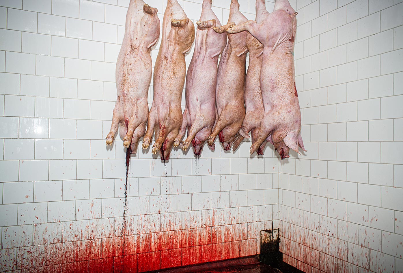 Seis cerdos cuelgan por las patas desangrándose tras ser degollados en un matadero de Chile.