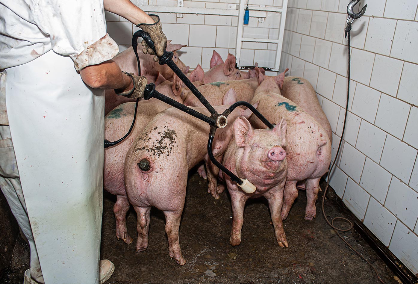 Un cerdo es agarrado por la cabeza y el cuello y electrocutado mientras el resto del grupo se agazapa en una esquina esperando su turno en un matadero.