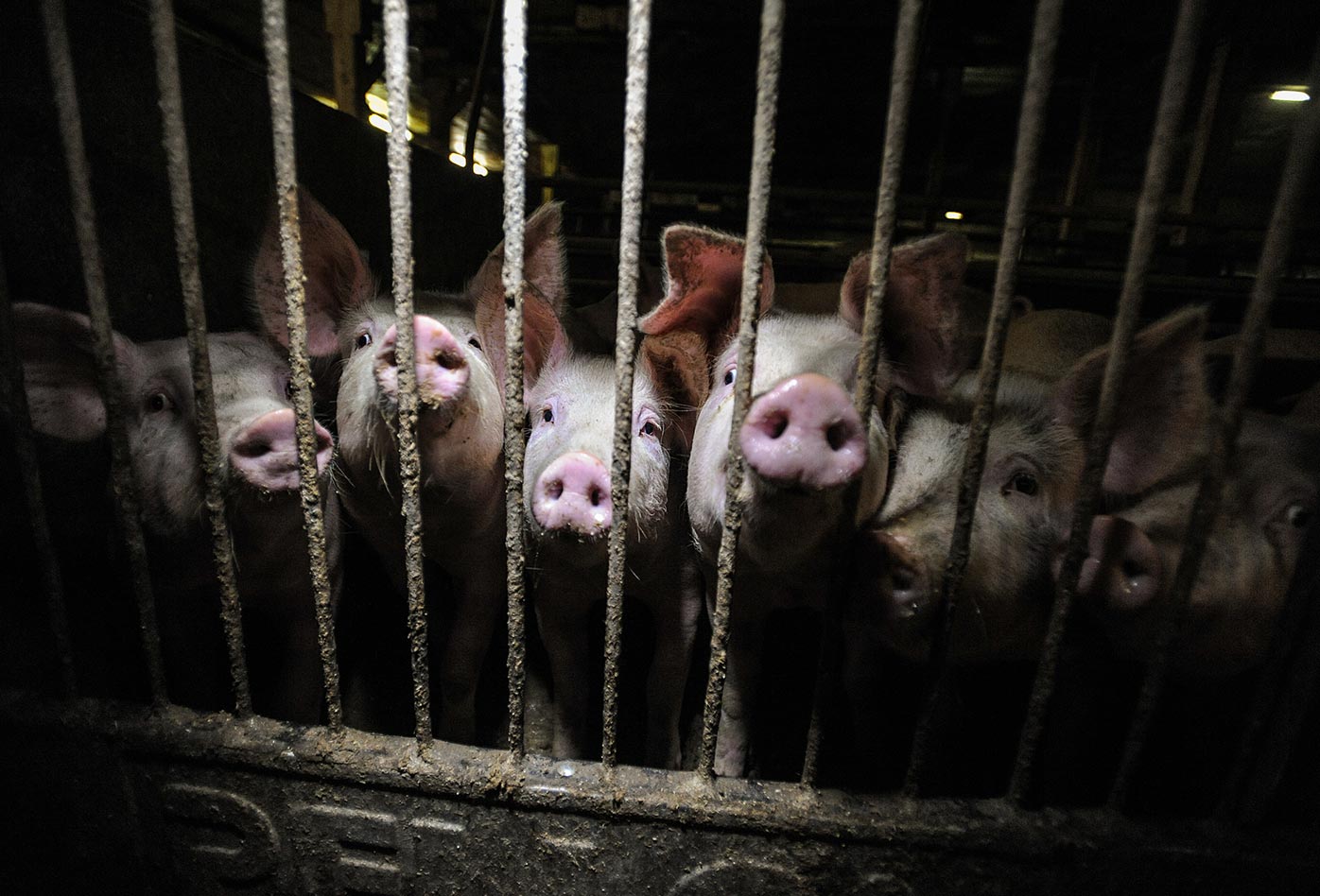 Cerdas y cerdos en una granja industrial.