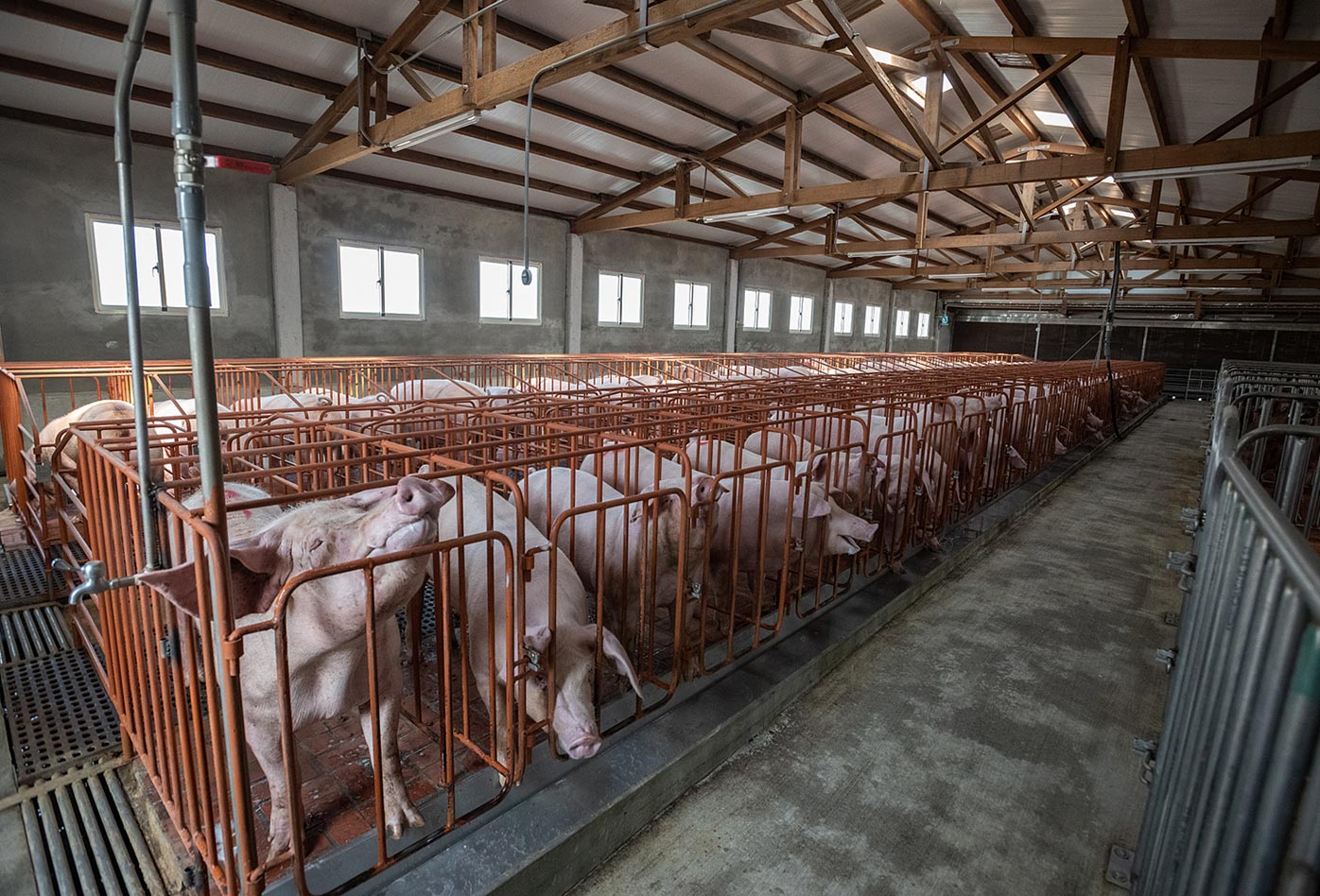 Cerdas y cerdos en una granja industrial recién construida.