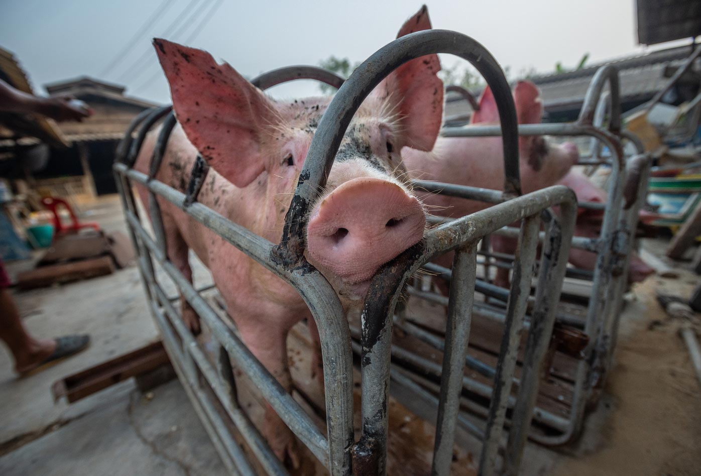 Carga de cerdos para su transporte en una granja ecológica familiar.
