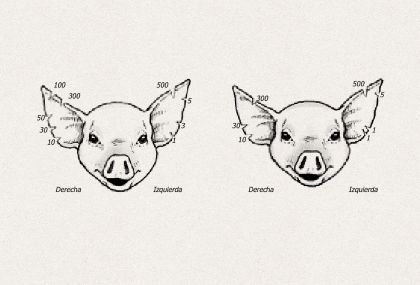 Ubicación de muescas para identificar cerdos