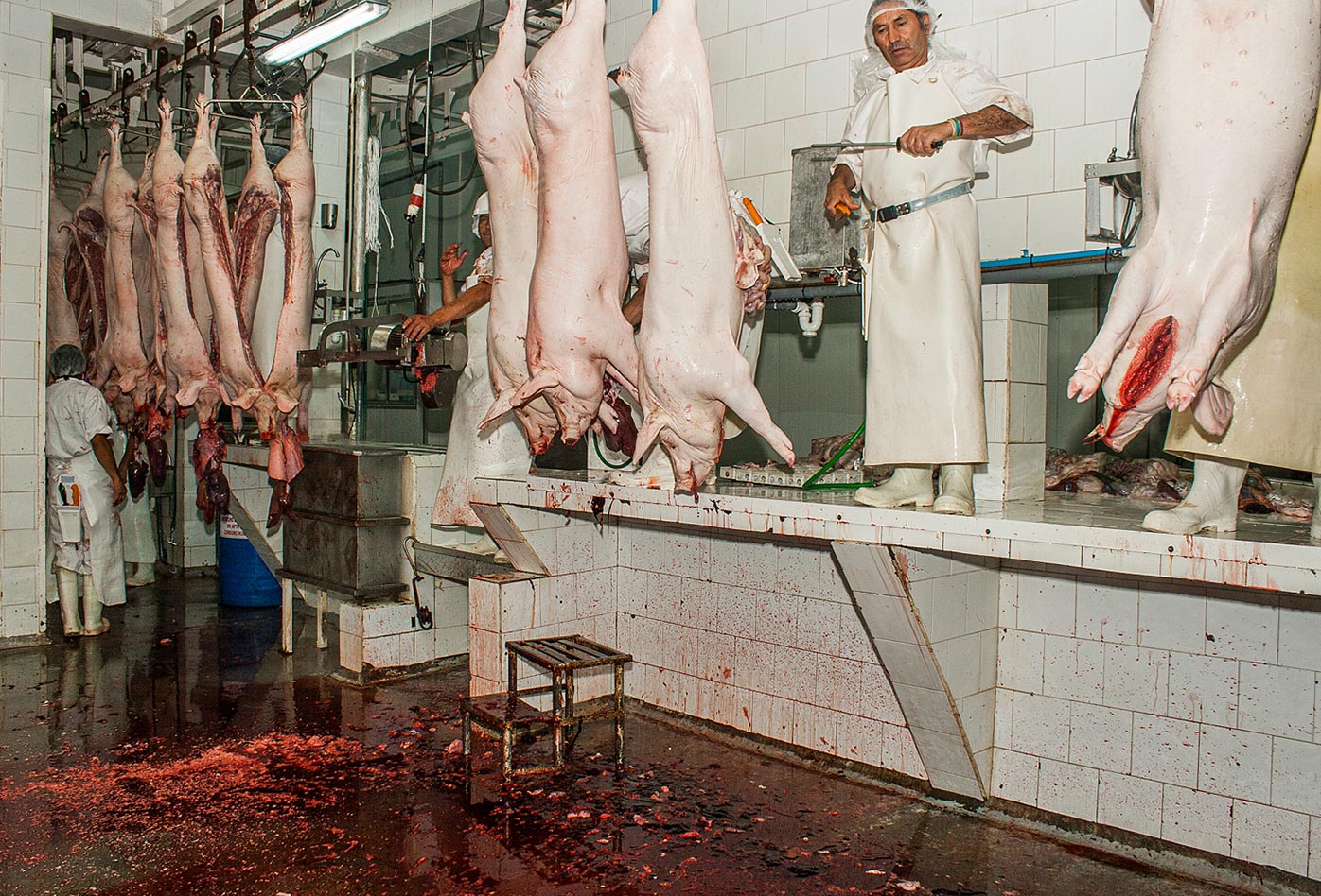 Trabajadores de pie sobre los mostradores para procesar cerdos muertos en un matadero en Chile, mientras la sangre cubre el suelo.