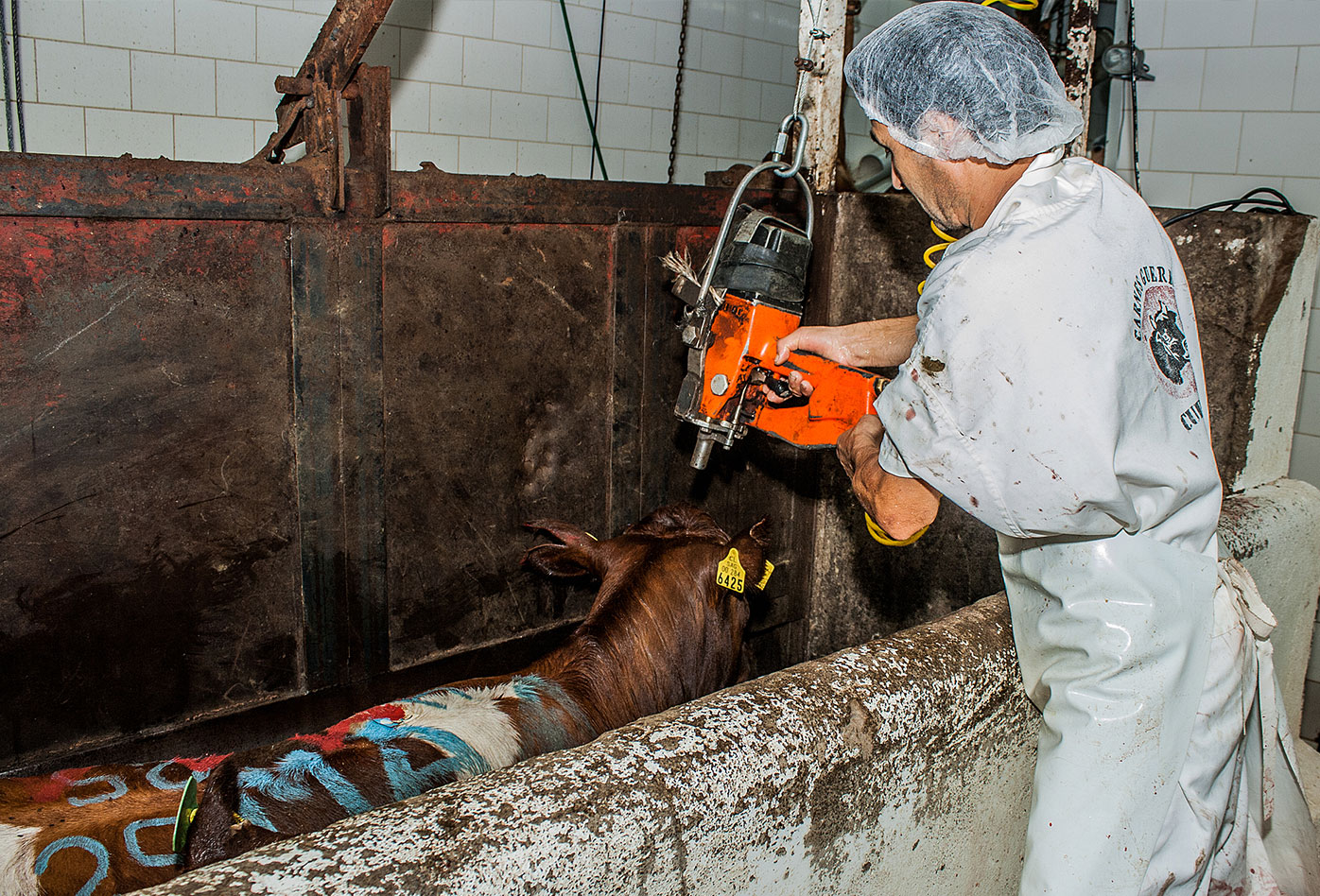 Una vaca cubierta en marcas de pintura es inmobilizada en el sistema de restricción del cuerpo mientras un trabajador se prepara para aturdirla con un perno cautivo en la cabeza・Gabriela Penela・We Animals Media