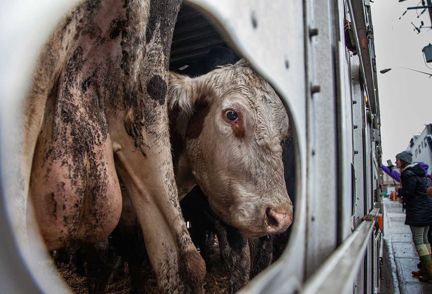 Vacas lecheras llegan a un matadero en el área de Toronto, en un camión de sucio・Louise Jorgensen・Animal Sentience Project・We Animals Media