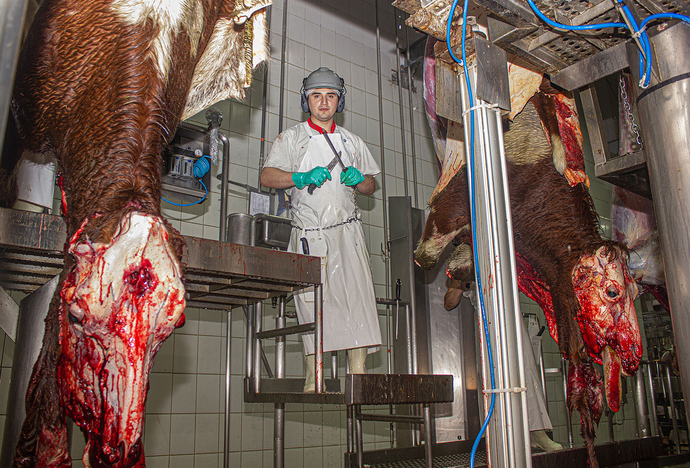 Un trabajador de matadero posa entre dos vacas muertas que están listas para ser desolladas・Gabriela Penela・We Animals Media