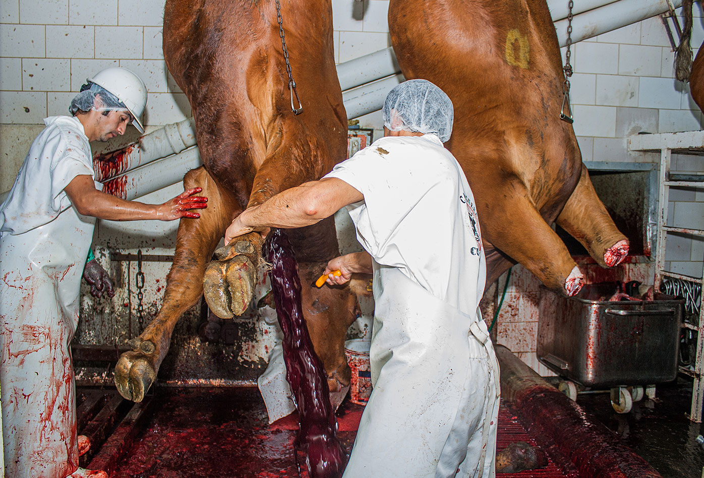 Un trabajador de matadero perfora la garganta de una vaca suspendida mientras otro trabajador ayuda a mantenerla en su sitio・Gabriela Penela・We Animals Media