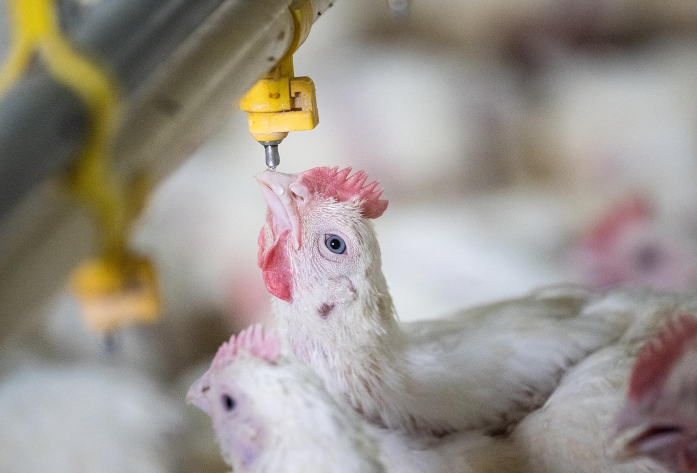 Uno de las 33,000 pollos criados por su carne, bebe de un caño en una hacinado galpón, en una granja industrial de pollos de engorde. Eventualmente vivirán 12,000 pollos en la granja. África Subsahariana, 2002. Jo-Anne McArthur・We Animals Media