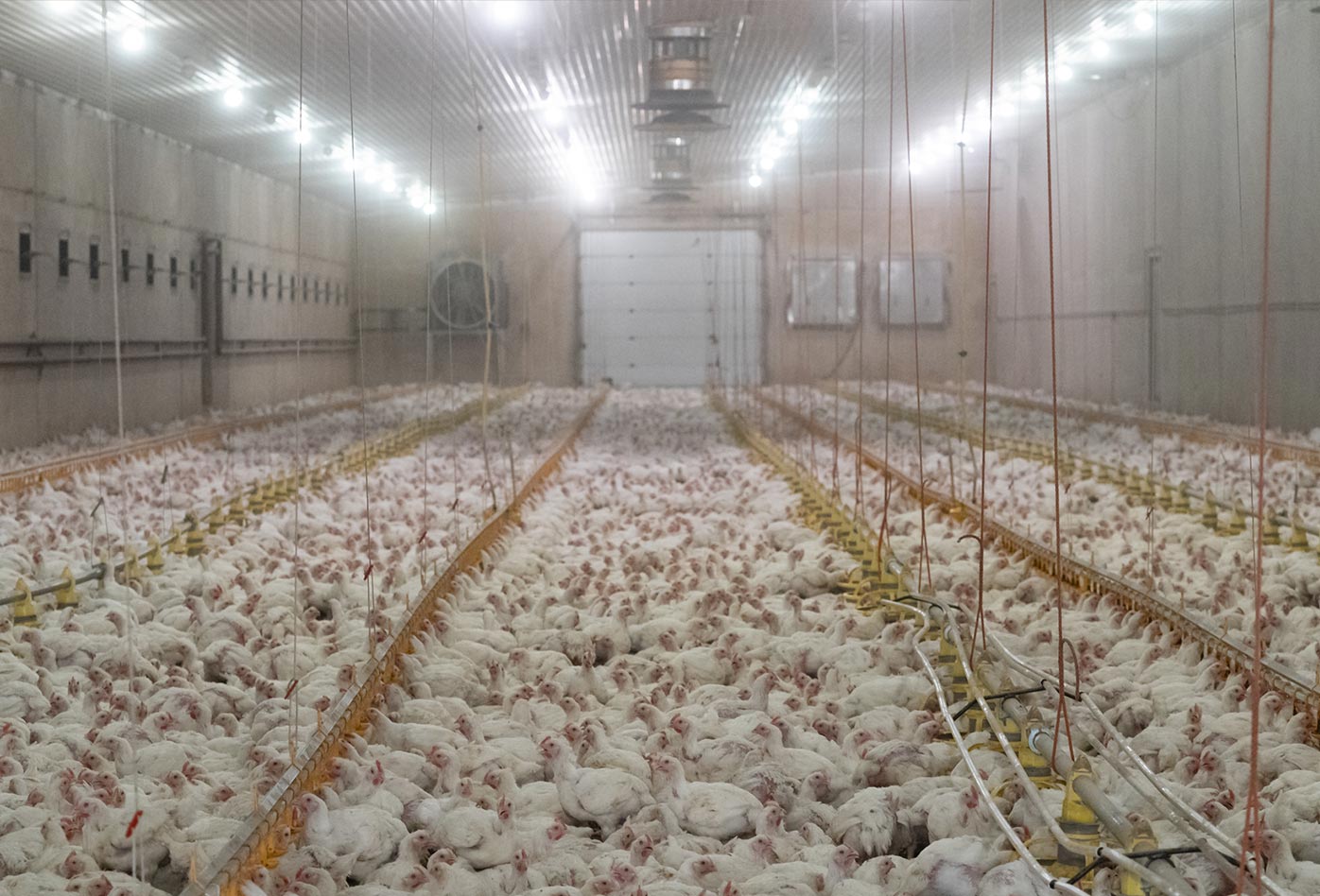 Miles de jóvenes pollos viven hacinados dentro de un galpón en una granja avícola. Eurajoki, Finlandia, 2019. Benjamin Blomstedt・We Animals Media