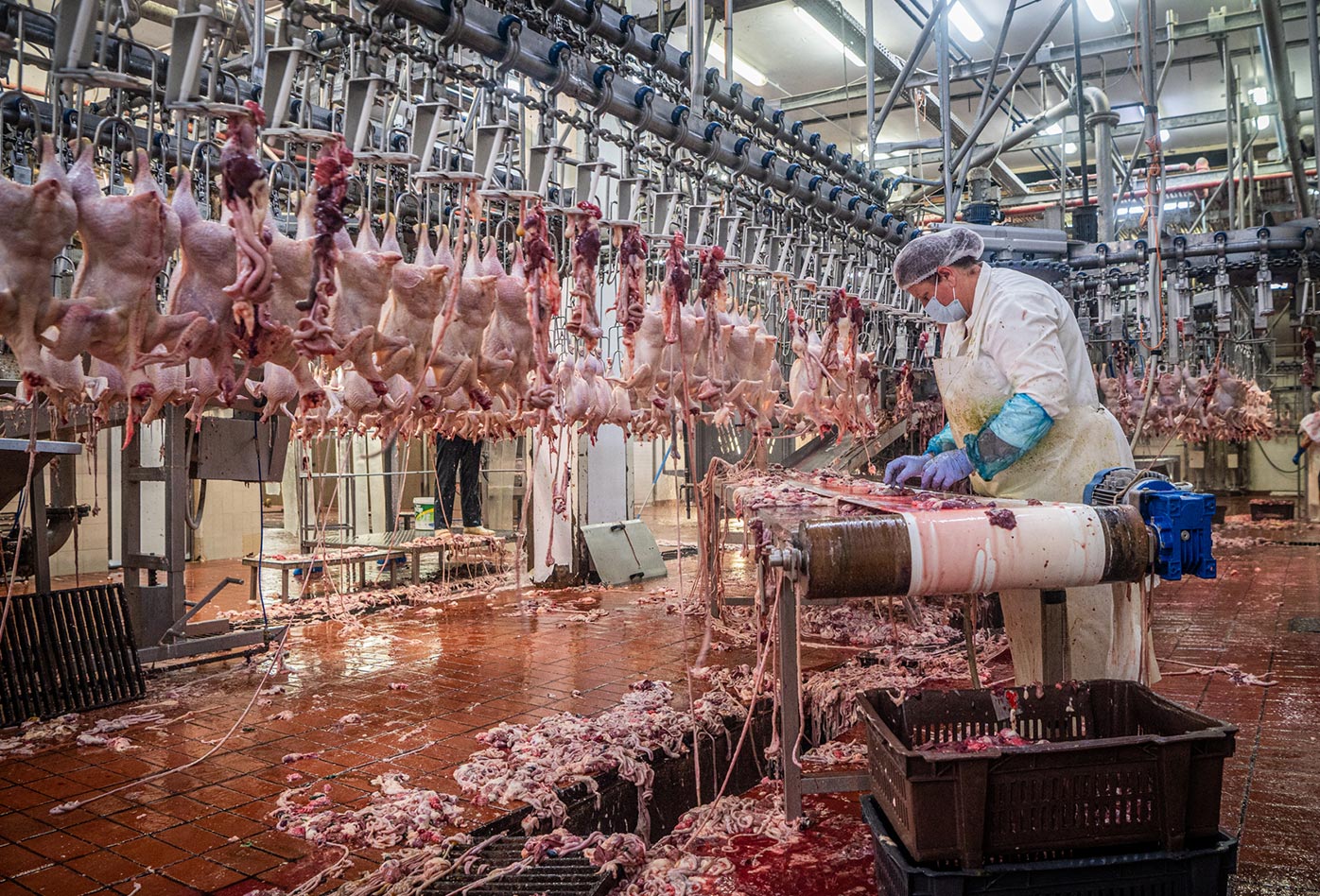 En una granja procesadora de pollos en Grecia, los órganos internos de los pollos asesinados, son removidos por una trabajadora y puestos en una cinta transportadora mecanizada. Esta planta tiene la capacidad de procesar hasta 10,000 aves al día, y surte supermercados del país. Milos Bicanski・We Animals Media