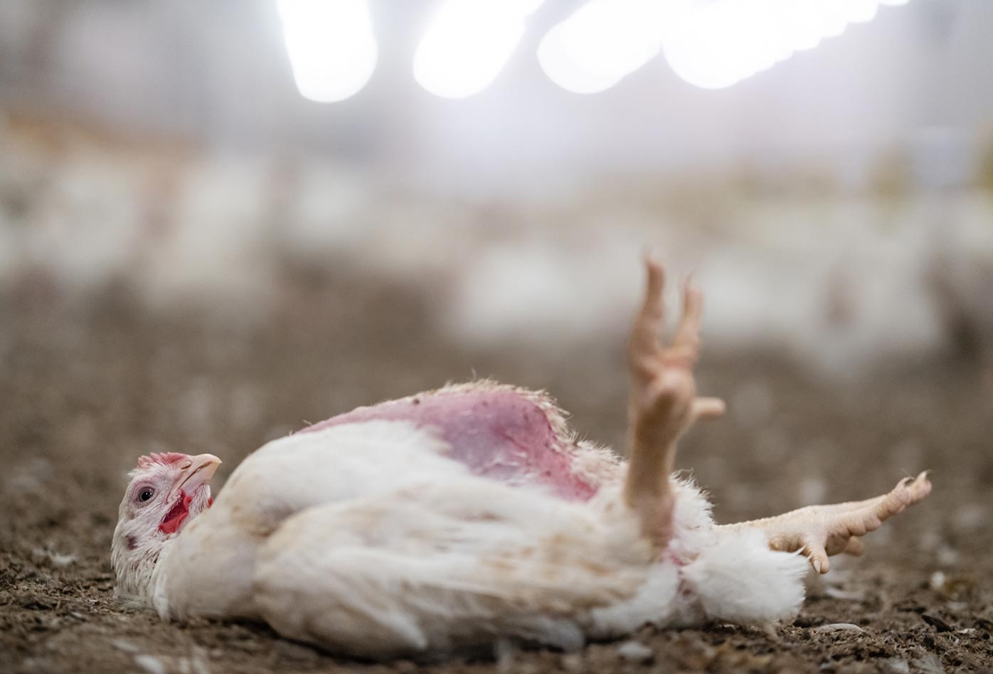 Incapaz de pararse, un joven pollo yace indefenso sobre su espalda, en el suelo de un granero, en una granja avícola. Eurajoki, Finlandia, 2019. Benjamin Blomstedt・We Animals Media